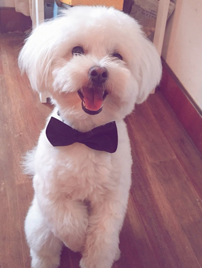 Luxury Frenchie Bow Tie 🐶🎩